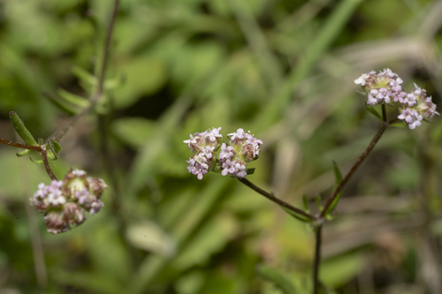 Image of Valerianella obtusiloba by (c) Eleftherios Katsillis, some rights reserved (CC BY)