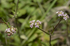 Valerianella obtusiloba