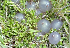 Coprosma petriei