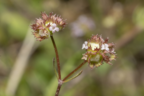 Image of Valerianella obtusiloba by (c) Eleftherios Katsillis, some rights reserved (CC BY)