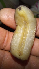 Laevicaulis natalensis