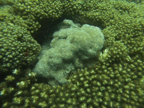 Pavona gigantea