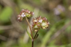 Valerianella obtusiloba