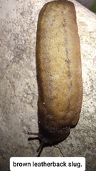 Laevicaulis natalensis