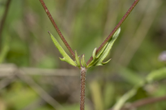 Valerianella obtusiloba