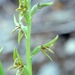Prasophyllum colensoi - Photo (c) Jon Sullivan, μερικά δικαιώματα διατηρούνται (CC BY)