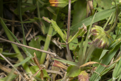 Valerianella obtusiloba