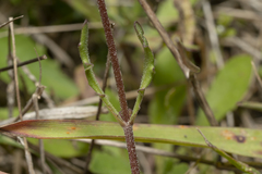Valerianella obtusiloba