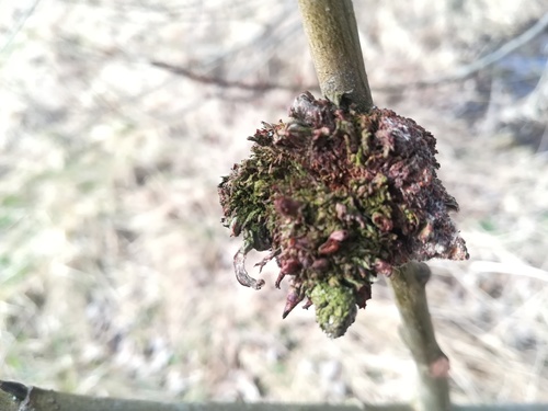 Stenacis triradiata nuotrauka