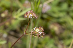 Valerianella obtusiloba