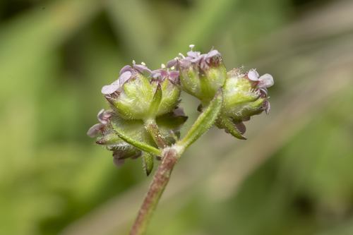 Image of Valerianella obtusiloba by (c) Eleftherios Katsillis, some rights reserved (CC BY)