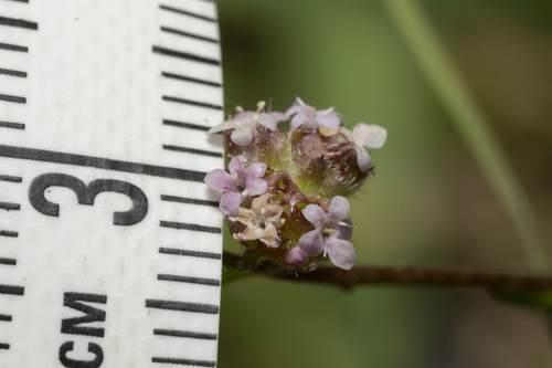 Image of Valerianella obtusiloba by (c) Eleftherios Katsillis, some rights reserved (CC BY)