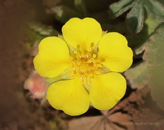 Potentilla cinerea