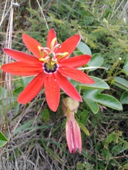 Passiflora manicata