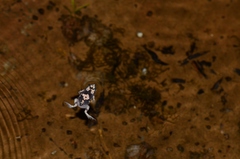 Phrynomantis annectens