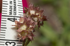 Valerianella obtusiloba