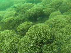 Rypticus bicolor