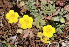 Potentilla cinerea