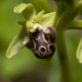 Ophrys umbilicata rhodia - Photo (c) Eleftherios Katsillis, osa oikeuksista pidätetään (CC BY), lähettänyt Eleftherios Katsillis