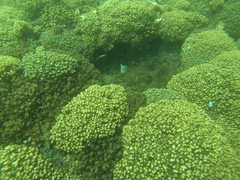 Rypticus bicolor