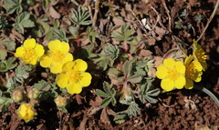 Potentilla cinerea