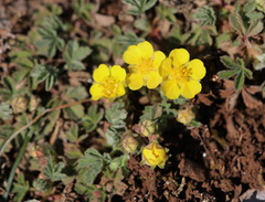 Potentilla cinerea