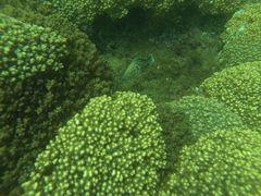 Rypticus bicolor