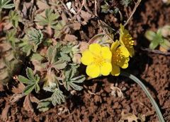 Potentilla cinerea