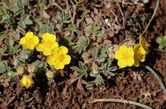 Potentilla cinerea