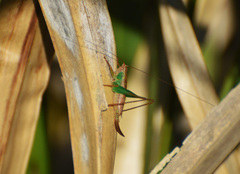 Conocephalus cinnamonifrons