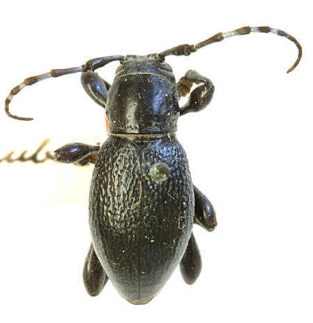 Cactus Longhorn Beetle (Wildlife of Lathrop State Park) · iNaturalist