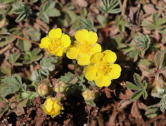 Potentilla cinerea