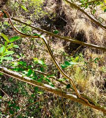 Masticophis lateralis euryxanthus