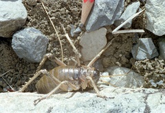 Deinacrida connectens