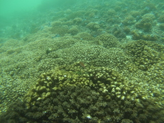 Cirrhitichthys oxycephalus