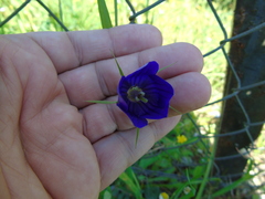 Campanula ramosissima