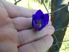Campanula ramosissima