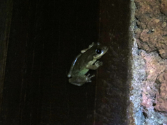 Scinax x-signatus