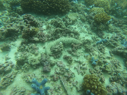 Holothuria fuscocinerea