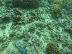 Holothuria fuscocinerea