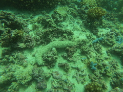 Holothuria fuscocinerea