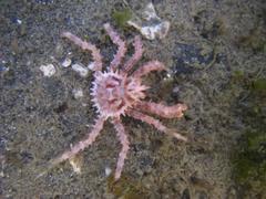 Paralithodes camtschaticus