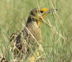 Macronyx capensis colletti