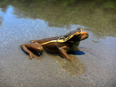 Trachycephalus mesophaeus