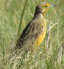 Macronyx capensis colletti