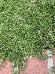 Phyla nodiflora nodiflora