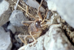 Deinacrida connectens