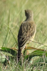 Macronyx capensis colletti