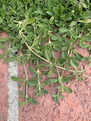 Phyla nodiflora nodiflora