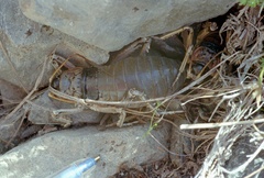 Deinacrida connectens